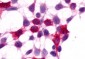 XPR1 Antibody (C-Terminus)